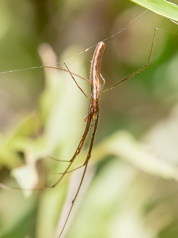 Long-jawed Spider (za) (Tetragnatha sp)